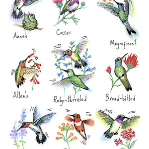 Hummingbirds Flour Sack Towel