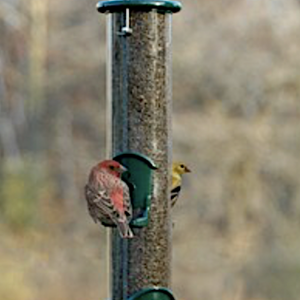 Woodlink Green Thistle Feeder