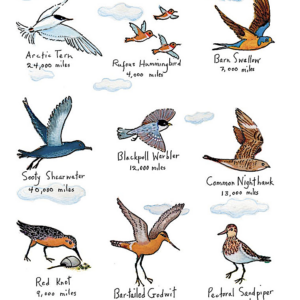 Migration Flour Sack Towel