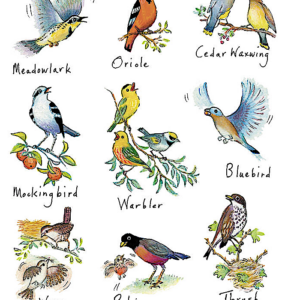 Songbirds And Friends Flour Sack Towel