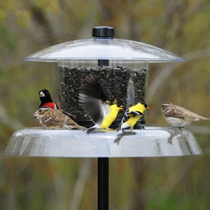 Droll Yankee Jagunda