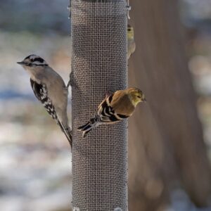 Thistle Mesh Feeder with Quick Clean Bottom