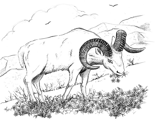 DallSheep