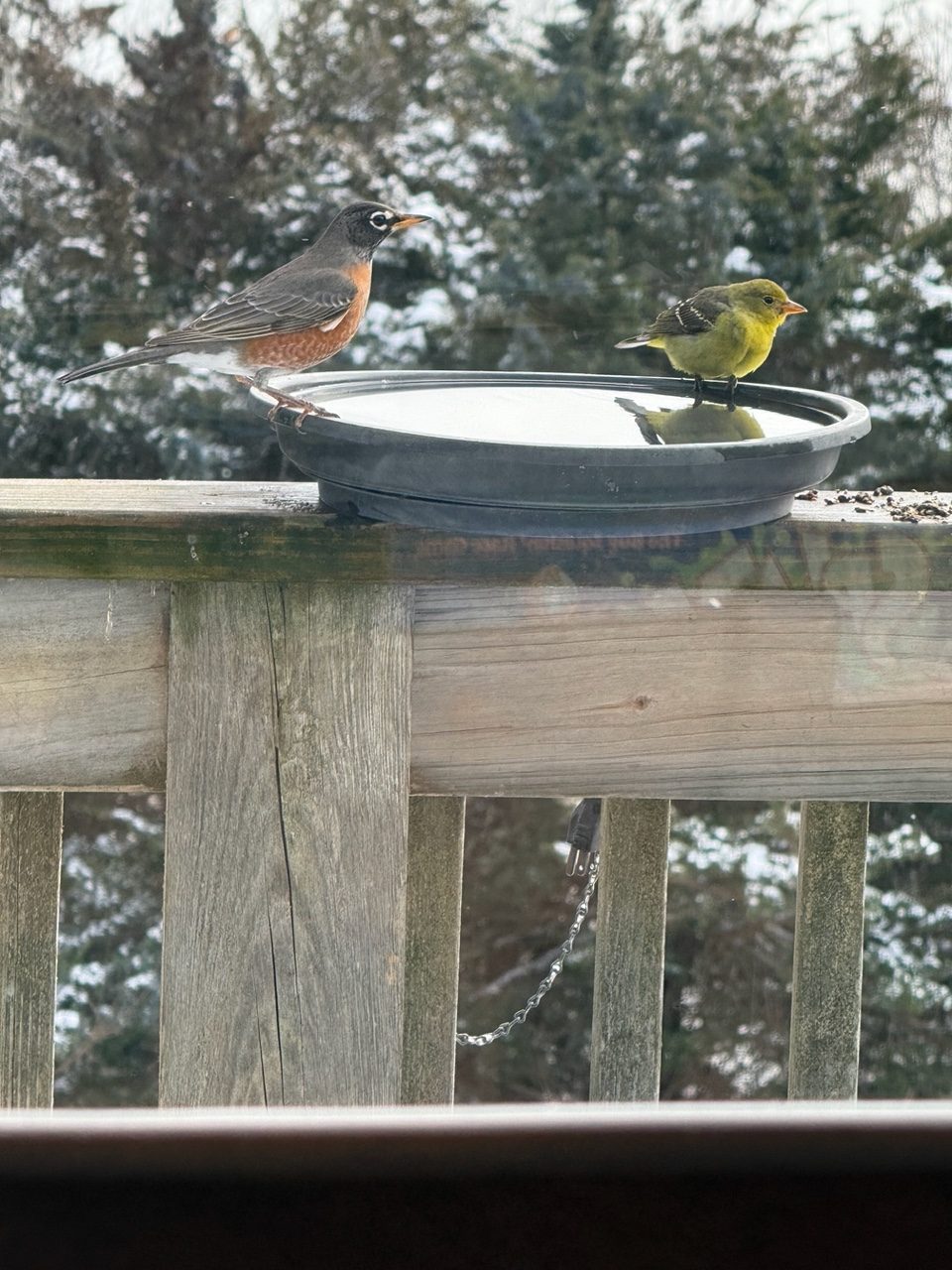 An Exciting Rare Visitor….