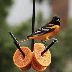 Erva Three Prong Fruit Holder