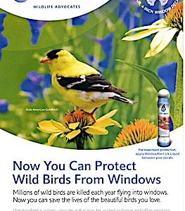 Window Alerts - Butterflies